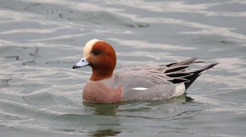 ヒドリガモ ふなばし三番瀬海浜公園 2019年12月21日(土)