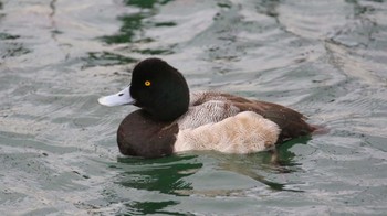 スズガモ ふなばし三番瀬海浜公園 2019年12月21日(土)