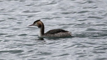 カンムリカイツブリ ふなばし三番瀬海浜公園 2019年12月21日(土)