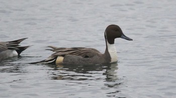 オナガガモ ふなばし三番瀬海浜公園 2019年12月21日(土)