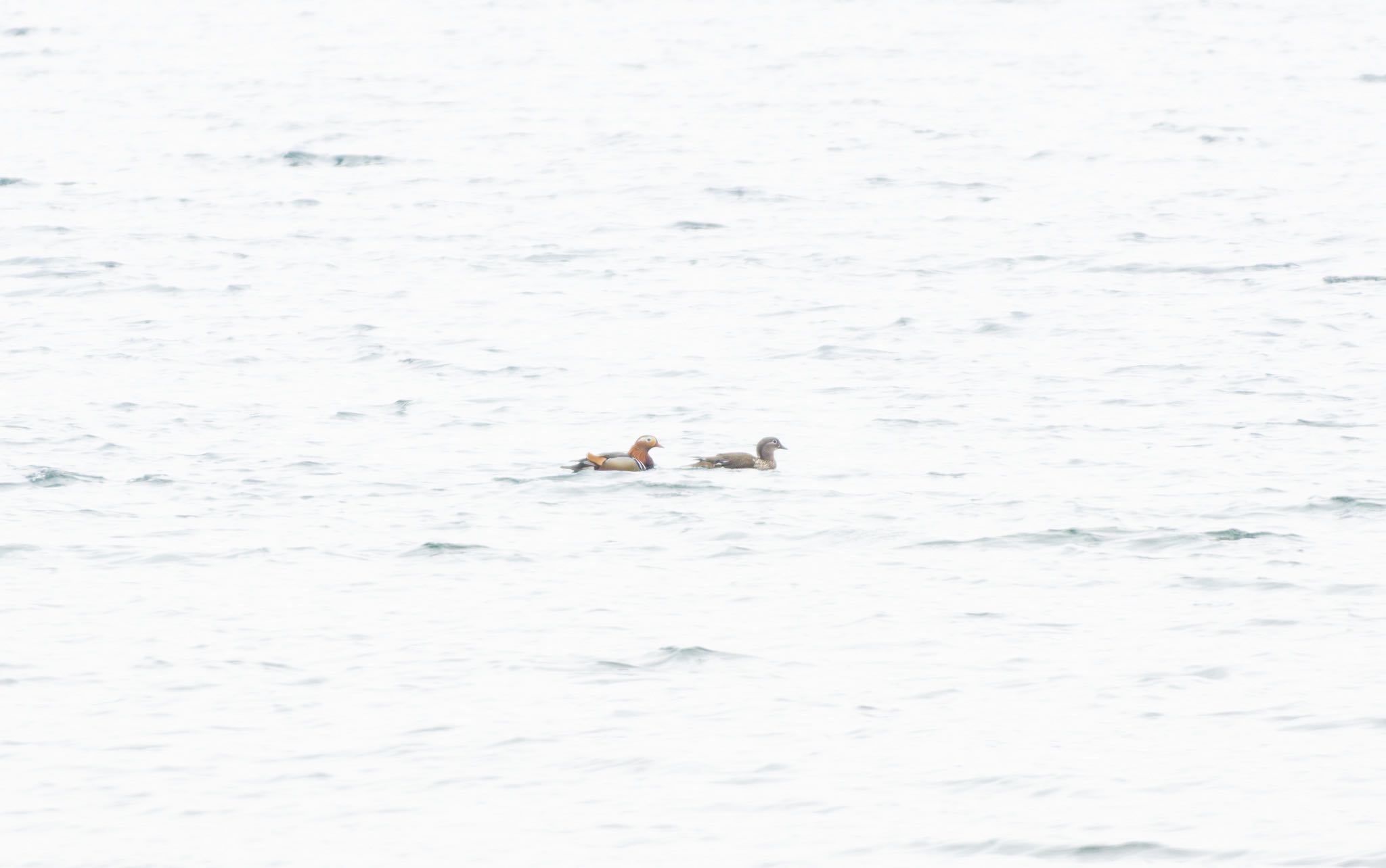 Photo of Mandarin Duck at Lake Toya (Toyako) by マルCU