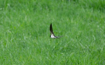 Barn Swallow Lake Toya (Toyako) Sat, 5/6/2023