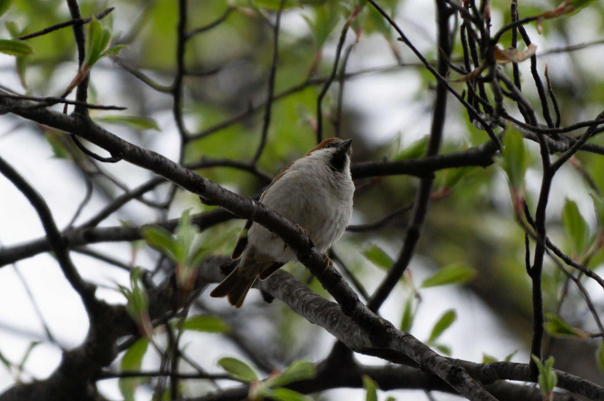 Photo of Russet Sparrow at Lake Toya (Toyako) by マルCU