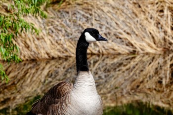 Canada Goose Henderson Bird Viewing Preserve Tue, 5/9/2023