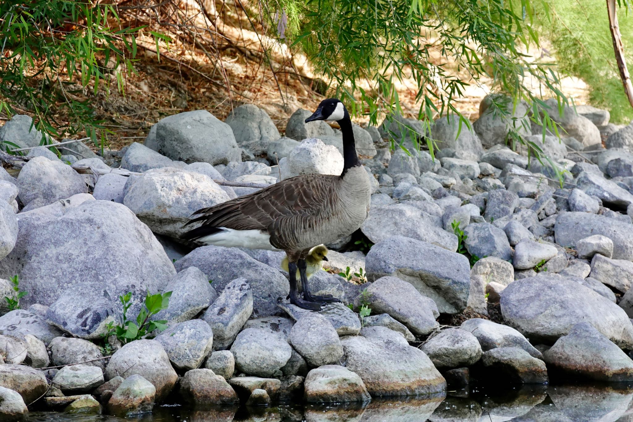 Photo of Canada Goose at Henderson Bird Viewing Preserve by speedgame