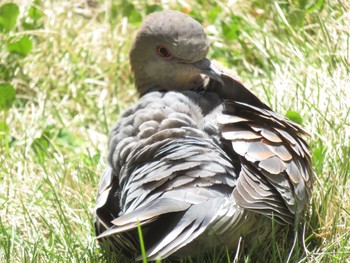 Oriental Turtle Dove 長野県松本市 Thu, 5/18/2023