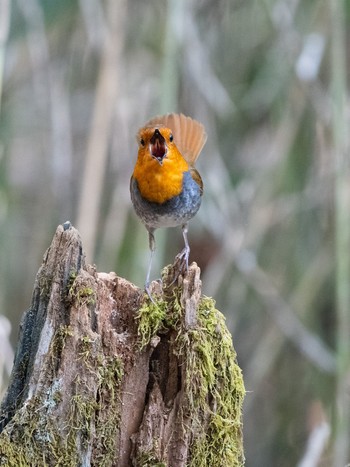 Japanese Robin 山梨県、柳沢峠 Wed, 5/17/2023