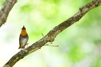 Japanese Robin 山梨県、柳沢峠 Wed, 5/17/2023