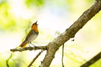 Japanese Robin 山梨県、柳沢峠 Wed, 5/17/2023