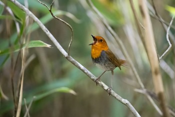 Japanese Robin 山梨県、柳沢峠 Wed, 5/17/2023