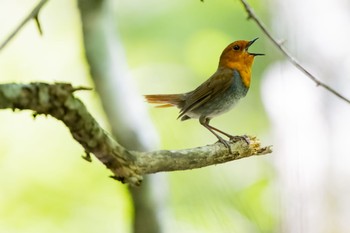 Japanese Robin 山梨県、柳沢峠 Wed, 5/17/2023