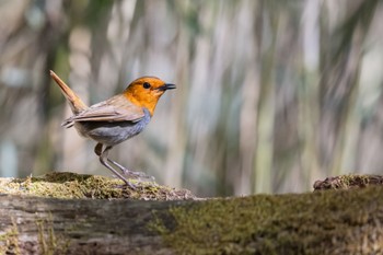 Japanese Robin 山梨県、柳沢峠 Wed, 5/17/2023