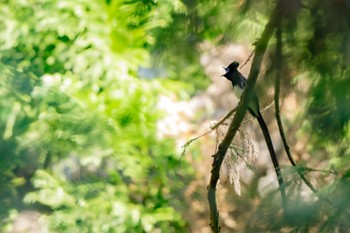 Black Paradise Flycatcher 東京都、 Thu, 5/11/2023