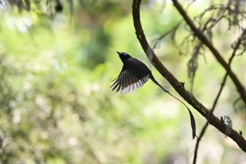 Black Paradise Flycatcher 東京都、 Thu, 5/11/2023