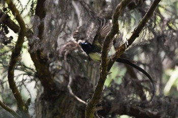 サンコウチョウ 東京都、 2023年5月11日(木)