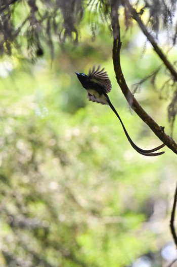 サンコウチョウ 東京都、 2023年5月11日(木)