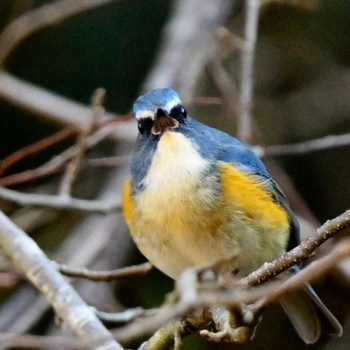 Red-flanked Bluetail 東京都、 Mon, 1/2/2023