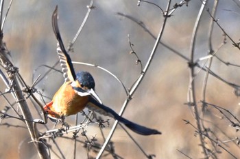 Common Kingfisher 東京都、 Sun, 2/12/2023