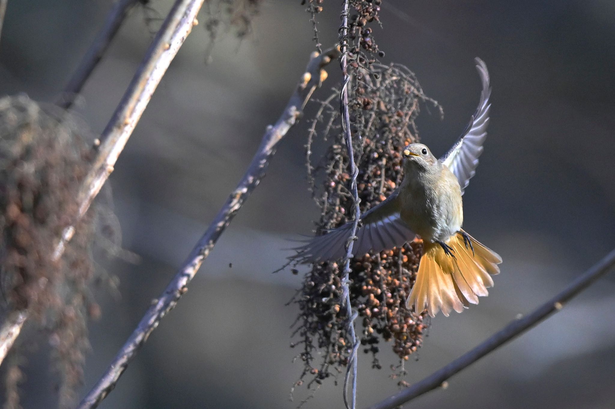 Photo of Daurian Redstart at 東京都、 by Noki