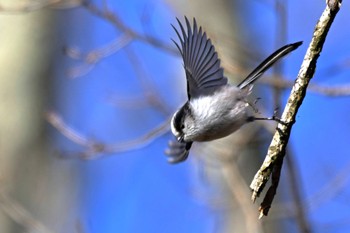 Long-tailed Tit 東京都、 Sun, 1/29/2023