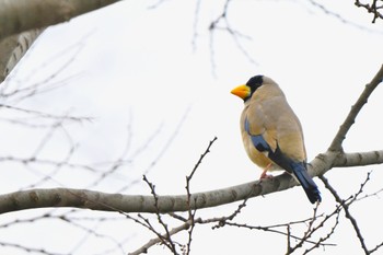 Japanese Grosbeak 東京都、 Mon, 3/27/2023