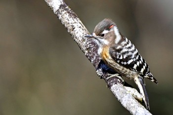 Japanese Pygmy Woodpecker 東京都、 Sun, 1/29/2023