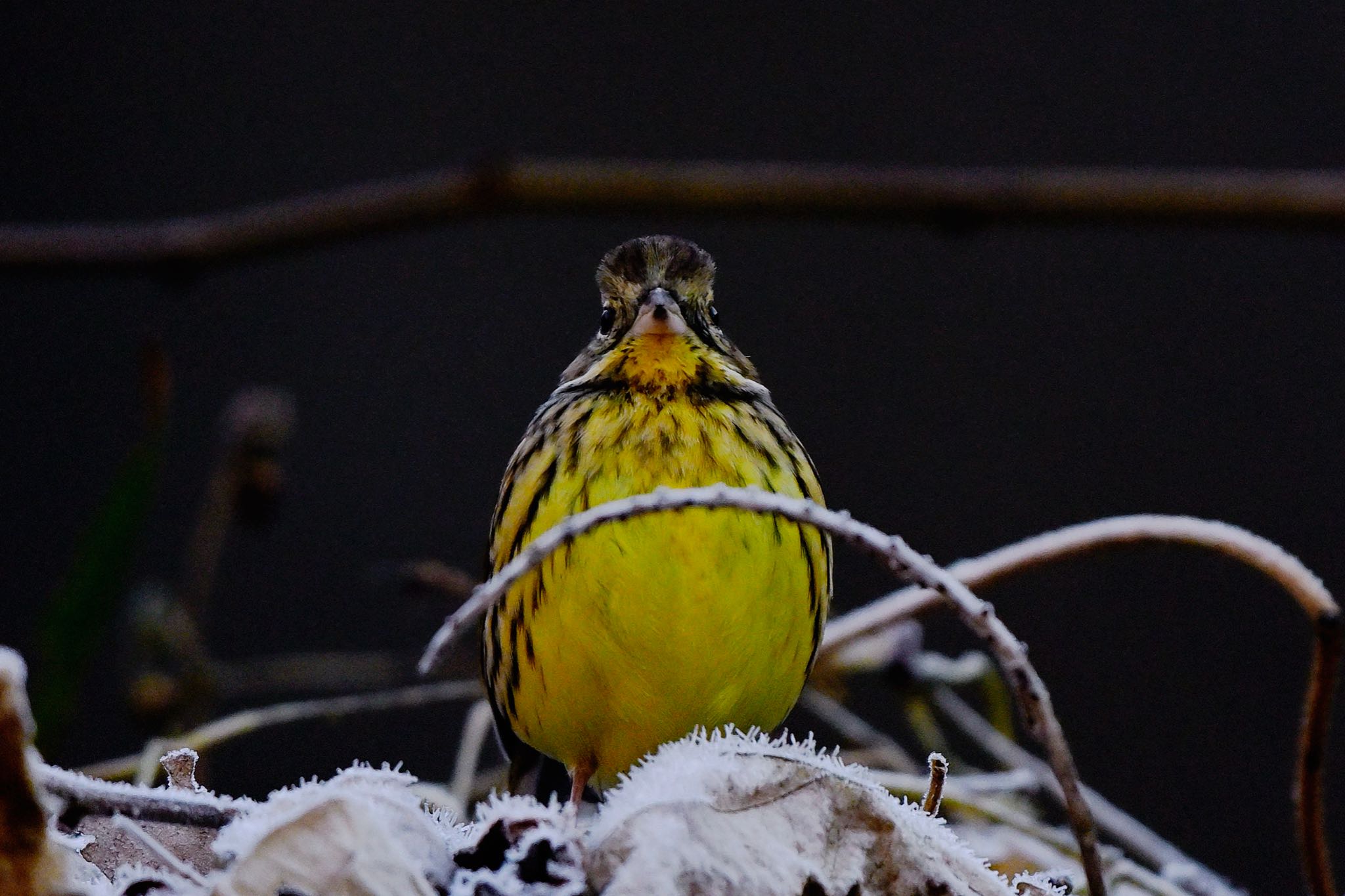 Photo of Masked Bunting at 東京都、 by Noki