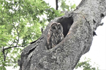 Ural Owl 野木神社(栃木県) Fri, 5/19/2023