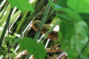 Sat, 6/30/2018 Birding report at 青梅リバーサイドパーク付近