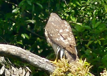 2023年5月18日(木) 光が丘公園の野鳥観察記録