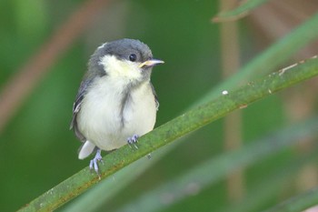 Japanese Tit 埼玉県霞川 Tue, 5/16/2023