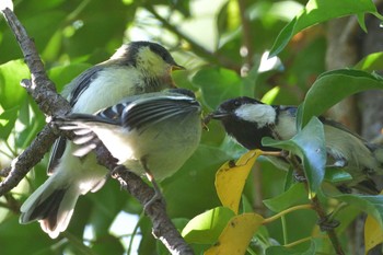 Japanese Tit 埼玉県霞川 Tue, 5/16/2023