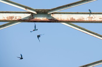 Oriental Dollarbird Unknown Spots Thu, 5/18/2023