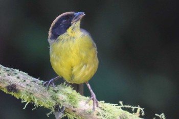 Bolivian Brushfinch