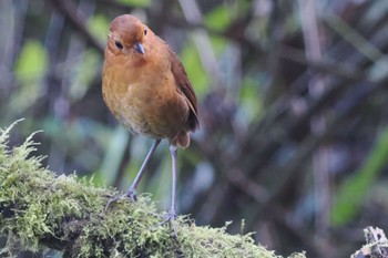 Muisca Antpitta