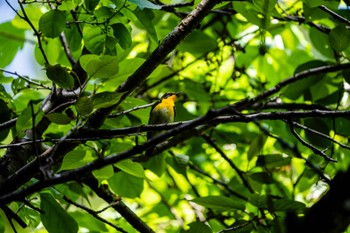 2023年5月2日(火) 八王子城跡の野鳥観察記録