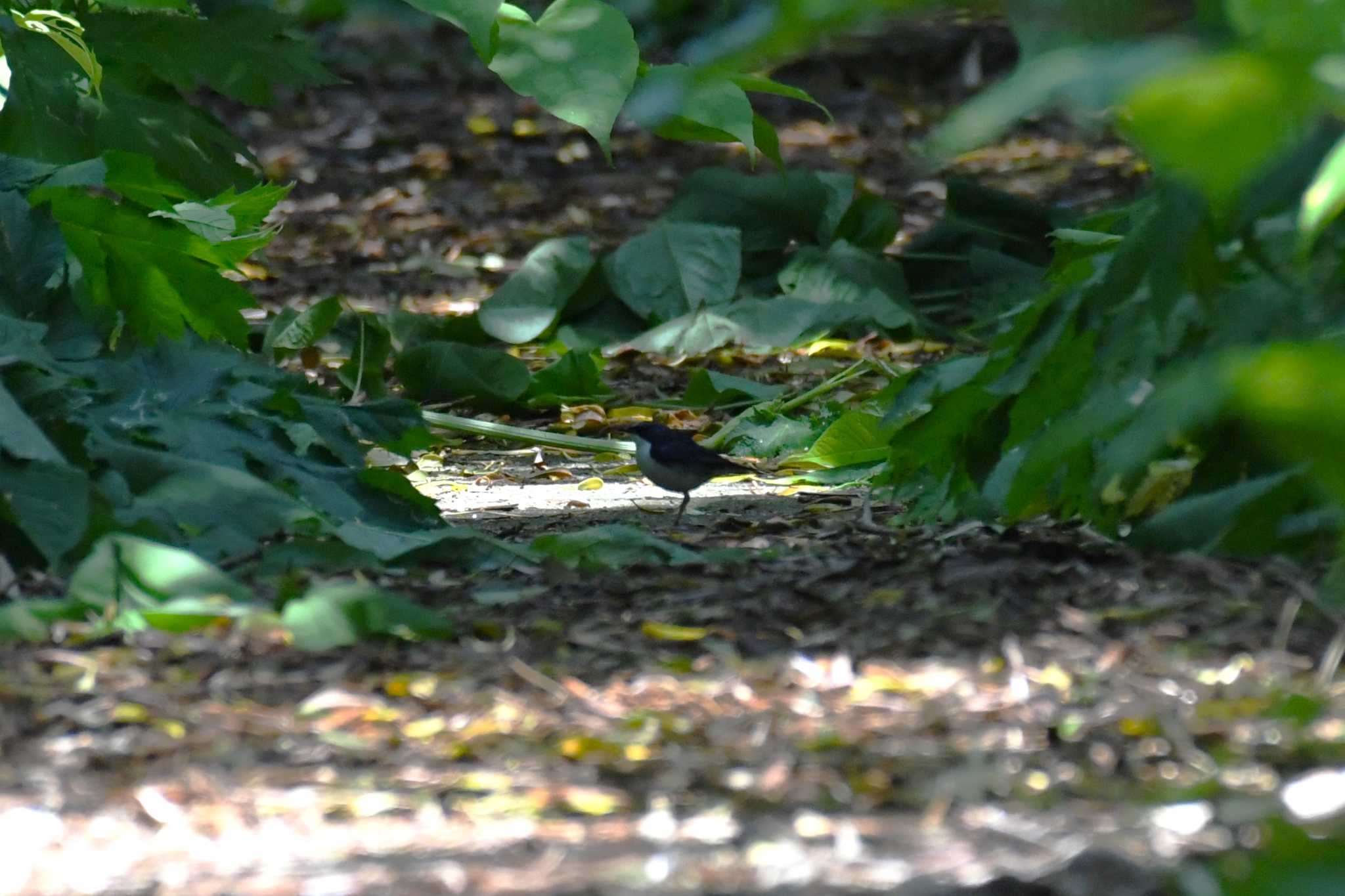 Siberian Blue Robin