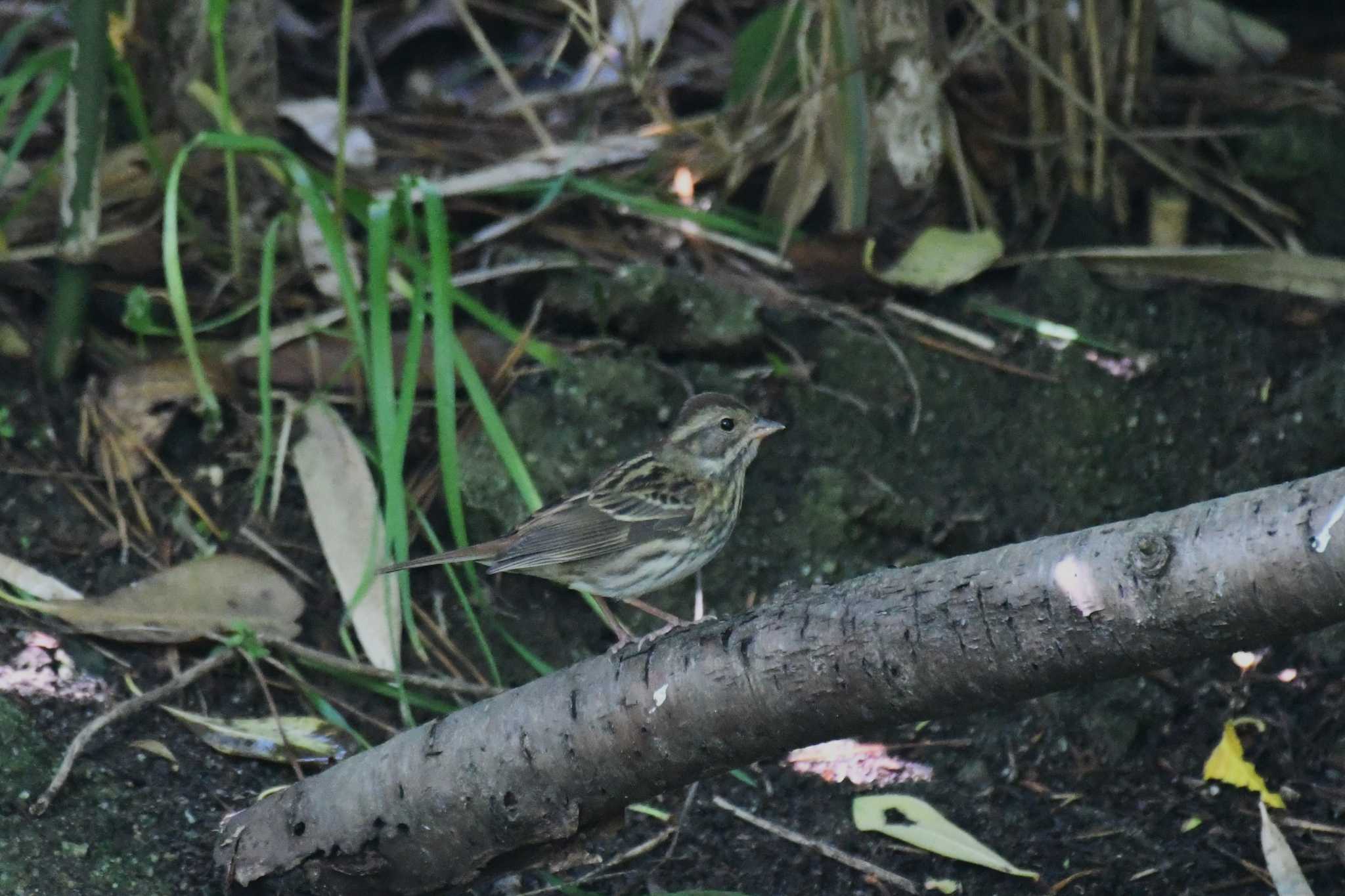 Photo of Grey Bunting at Hegura Island by Semal