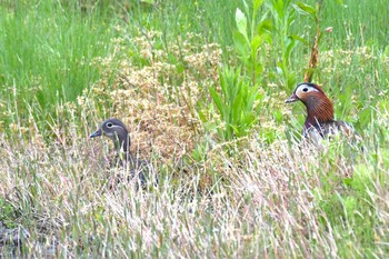 Mandarin Duck 八丁田(石川県珠洲市) Sun, 5/14/2023