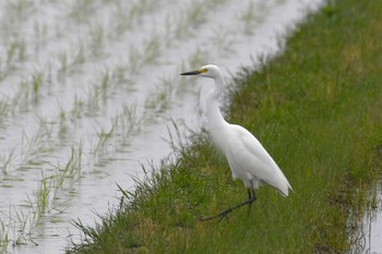 Medium Egret 珠洲市 Sun, 5/14/2023