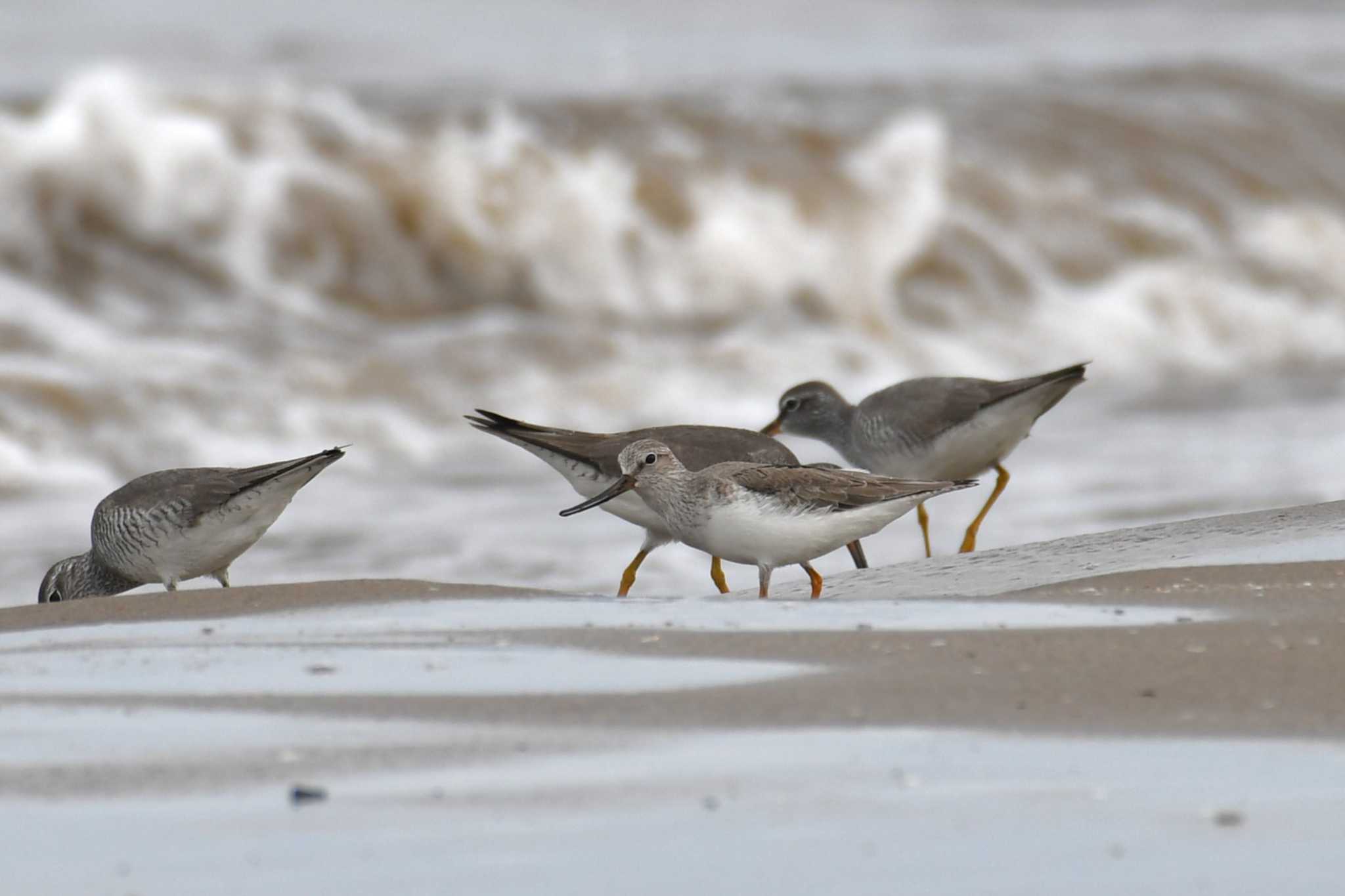 Photo of Terek Sandpiper at 千里浜(石川県羽咋市) by Semal