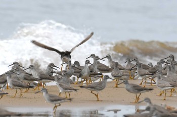 Grey-tailed Tattler 千里浜(石川県羽咋市) Sun, 5/14/2023