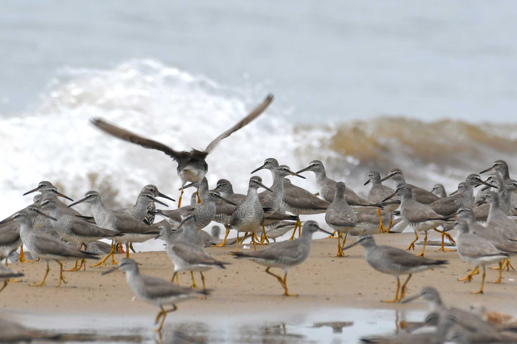 Photo of Grey-tailed Tattler at 千里浜(石川県羽咋市) by Semal