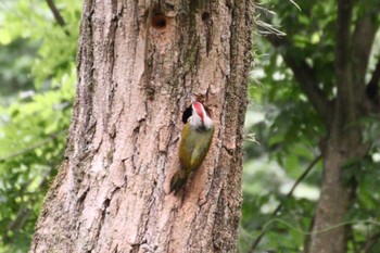 Japanese Green Woodpecker 羽村市 Fri, 5/19/2023