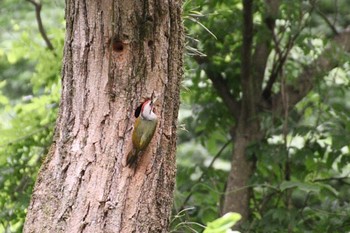 Japanese Green Woodpecker 羽村市 Fri, 5/19/2023