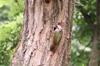 Japanese Green Woodpecker 羽村市 Fri, 5/19/2023