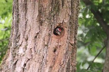 Japanese Green Woodpecker 羽村市 Fri, 5/19/2023