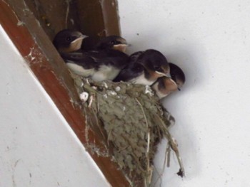 Barn Swallow Unknown Spots Sat, 6/27/2020