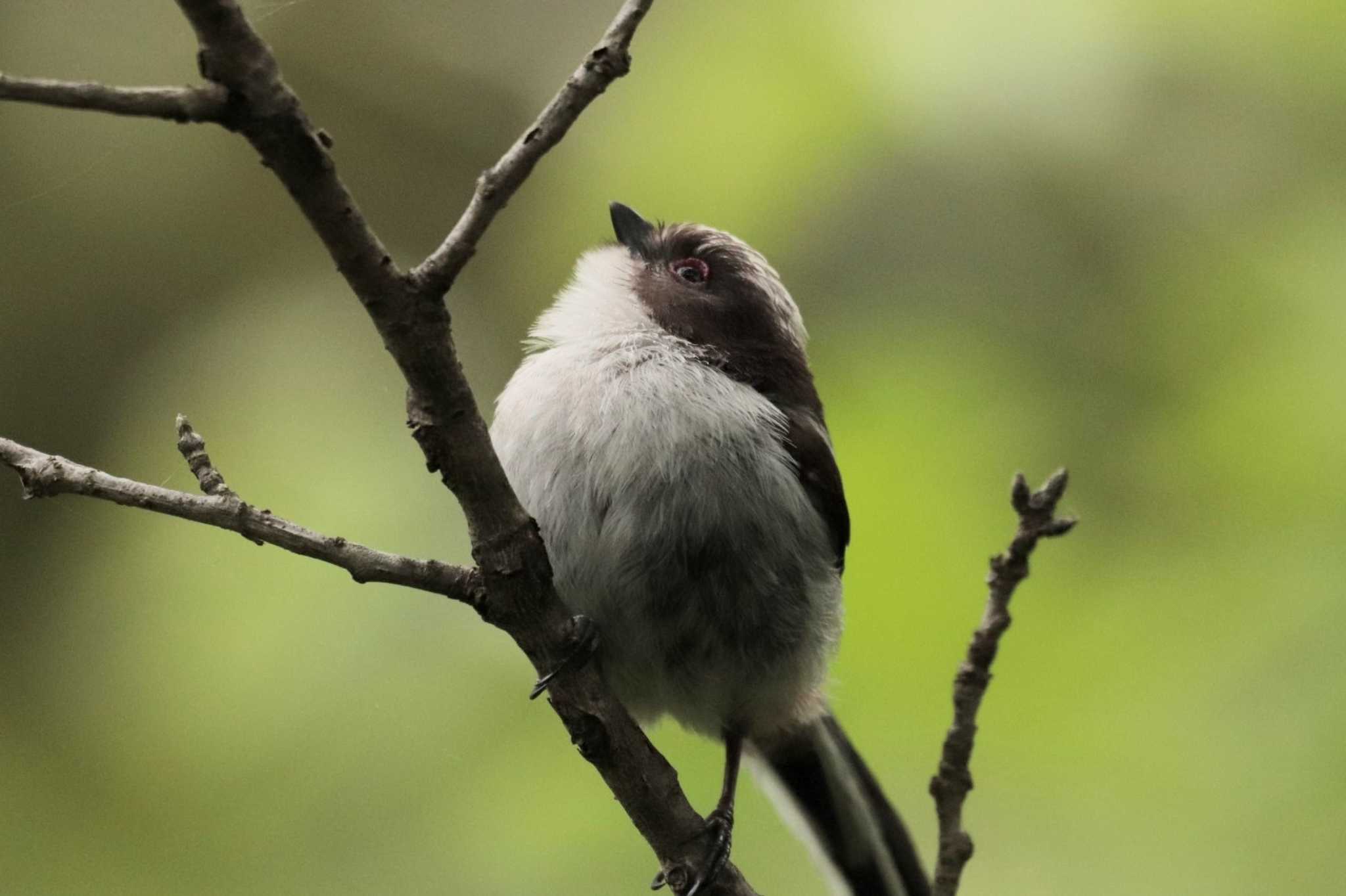 Long-tailed Tit