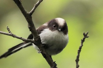 2023年5月19日(金) 埼玉県民の森の野鳥観察記録